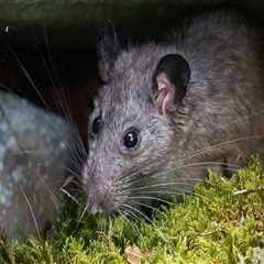 Creating A Pest-Free Oasis: Combining Rat Control Service And Lawn Pest Control In Rocklin, CA