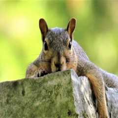 The Advantages Of Professional Wildlife Removal Over Outdoor Pest Control For Managing Squirrels In ..