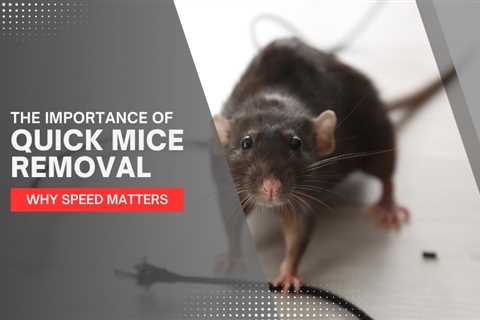 Why Speed Matters: The Importance of Quick Mice Removal in Toronto