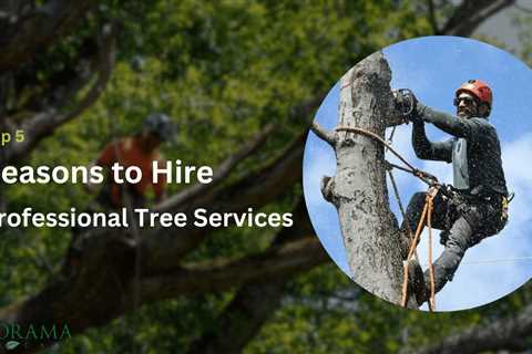 5 Essential Reasons to Hire Professional Tree Services for Your Home