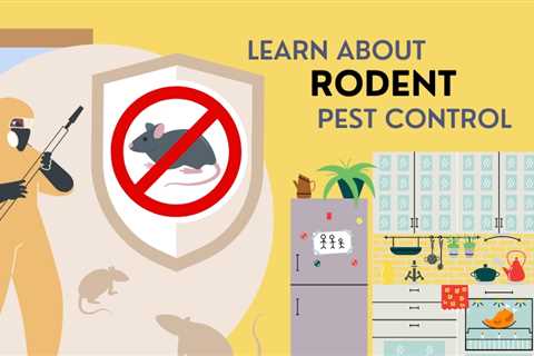 Why Rodents Love The Kitchen in Your Milton Home: Preventing Infestations Where You Eat