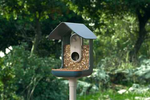 Bird Buddy Review: Smart Bird Feeder & Camera