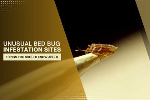Unusual Bed Bug Infestation Sites Toronto Homeowners Should Know About