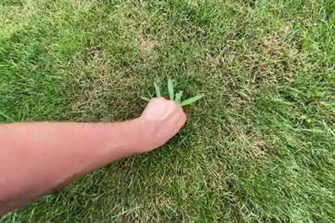 Crab grass season, how to control it