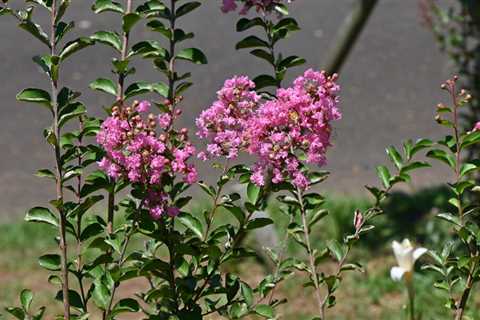 When Do Crepe Myrtles Get Leaves