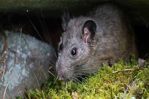 Creating A Pest-Free Oasis: Combining Rat Control Service And Lawn Pest Control In Rocklin, CA