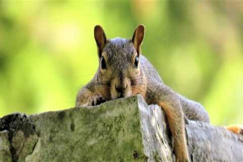 The Advantages Of Professional Wildlife Removal Over Outdoor Pest Control For Managing Squirrels In ..