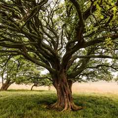 What Can Be Used as Removal of Tree Sap From Horses Manes?