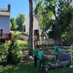 Patriot Tree Service in Northern Virginia: A Trusted Choice for Quality Tree Care