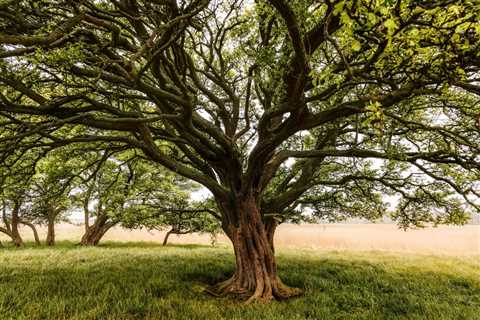 What Can Be Used as Removal of Tree Sap From Horses Manes?