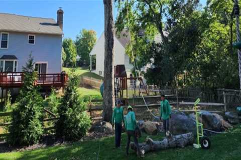 Patriot Tree Service in Northern Virginia: A Trusted Choice for Quality Tree Care