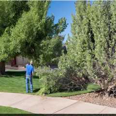 THE DANGERS OF NOT REMOVING DEAD TREES NEAR PUBLIC PATHS AND TRAILS