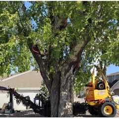 What to Know About Tree Removal?