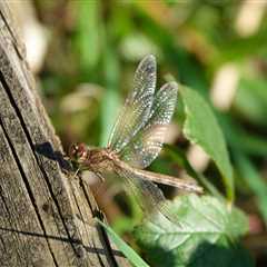 BEST PRACTICES FOR MANAGING TREE INSECTS