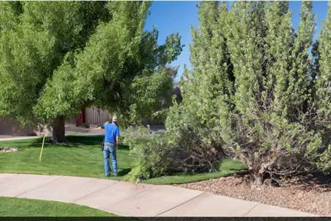 THE DANGERS OF NOT REMOVING DEAD TREES NEAR PUBLIC PATHS AND TRAILS