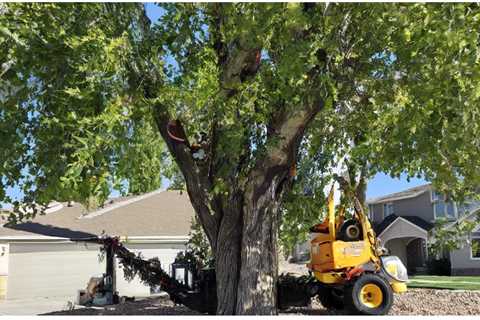 What to Know About Tree Removal?