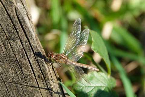 BEST PRACTICES FOR MANAGING TREE INSECTS