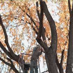 How Arborists Enhance the Beauty of New Zealand Landscapes