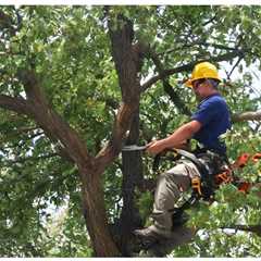 COMMON QUESTIONS ABOUT COMMERCIAL TREE SERVICES