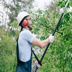 The Importance Of Professional Tree Felling In Portland, OR: What You Need To Know