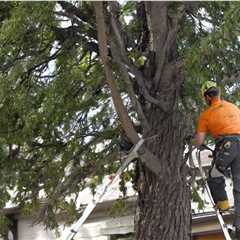 How to Fill Out a Request for Tree Removal West Jordan Utah