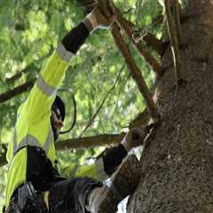 Protecting Gresham's Greenery: The Importance Of Tree Relocation In Tree Removal Services