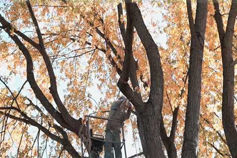 How Arborists Enhance the Beauty of New Zealand Landscapes