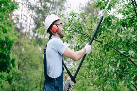 The Importance Of Professional Tree Felling In Portland, OR: What You Need To Know