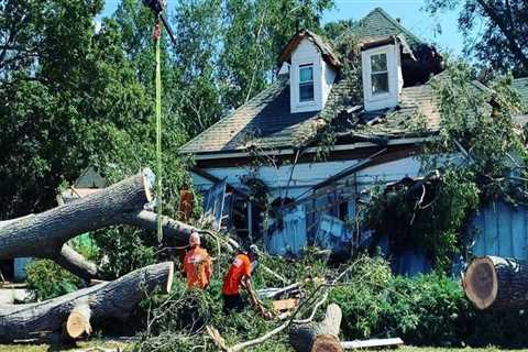 The Importance Of Regular Tree Maintenance In Fayetteville: Why Hiring An Extermination Company Is..