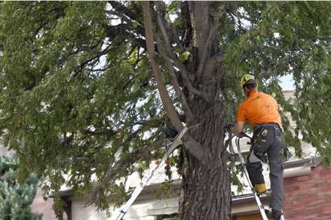 How to Fill Out a Request for Tree Removal West Jordan Utah