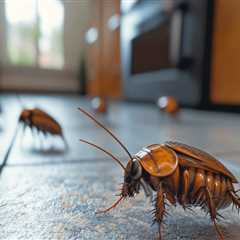 Cockroach-free Landscaping: Why Las Vegas Landscaping Services Need A Cockroach Exterminator