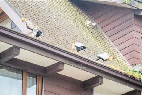 Understanding Pest Infestations and How to Protect Your Roof