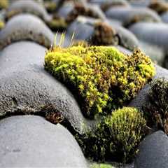 How to Effectively Remove Moss and Algae from Your Home's Exterior