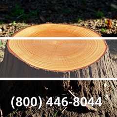 Tree Stump Removal Near Me (801) 466–8044