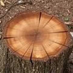 Best Way To Remove Tree Stump (801) 466–8044