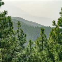 UNDERSTANDING THE DIFFERENT TYPES OF TREE FUNGI AND HOW TO IDENTIFY THEM