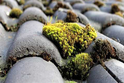 How to Effectively Remove Moss and Algae from Your Home's Exterior