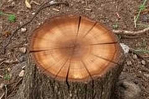 Best Way To Remove Tree Stump (801) 466–8044