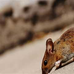 Why Eco-Friendly Rodent Control Is A Perfect Idea For Enhancing Home Staging In Fayetteville,..