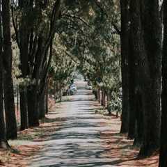 Sustaining Orlando's Canopy: The Intersection Of Arboriculture And Professional Tree Services