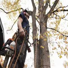 How To Keep Your Property Safe: Okolona, Kentucky Tree Maintenance Services Collaborate With Residential General Contracting