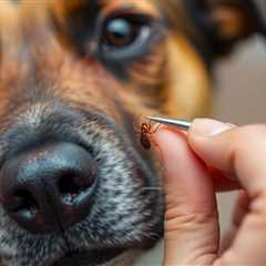 Expert Guide to Safely Removing a Tick from a Dog