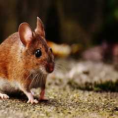 Why Choosing Local Pest Control In Charleston Is Key For Rodent Removal Success