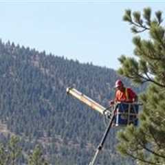 Tree Service Eagle Mountain UT 84005 Truco Services Inc