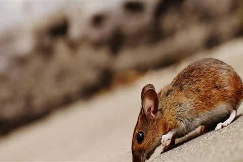 Why Eco-Friendly Rodent Control Is A Perfect Idea For Enhancing Home Staging In Fayetteville,..