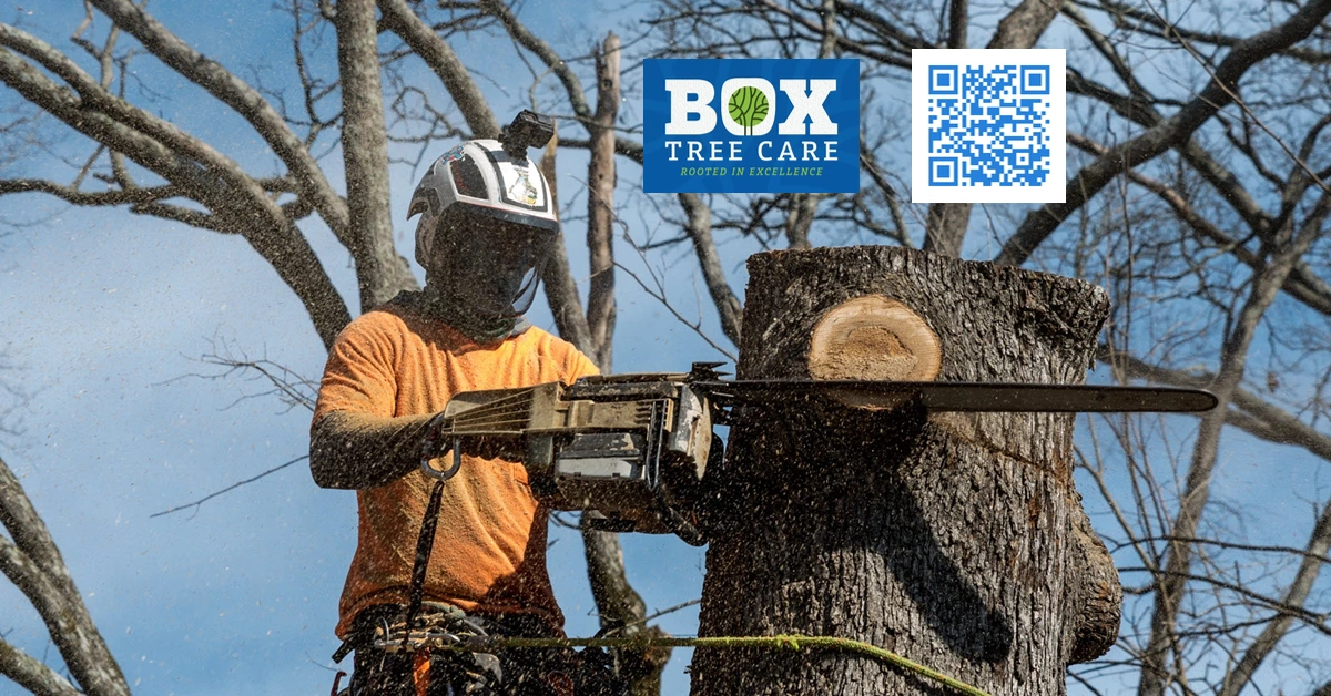 Tree Service - Round Rock, TX - Box Tree Care