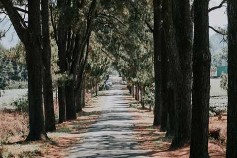 Sustaining Orlando's Canopy: The Intersection Of Arboriculture And Professional Tree Services