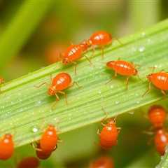 Do chiggers and clover mites bite humans?