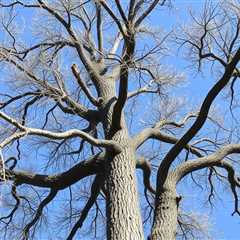 Tree Service Provo UT 84601 Truco Services Inc