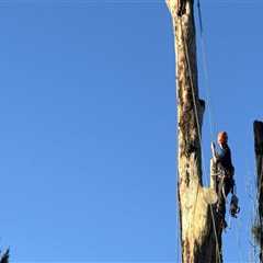 Seasonal Tree Pruning For Superior Tree Care In Damascus, OR